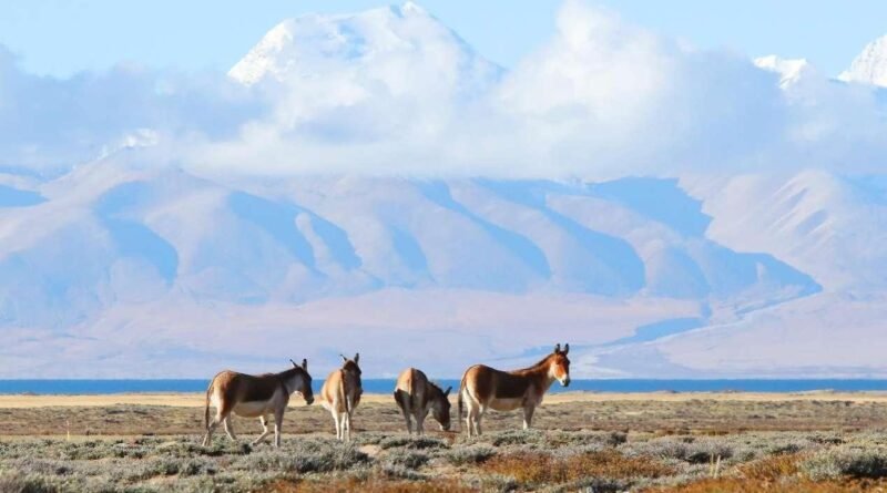 Xizang keeps enhancing efforts in ecological conservation