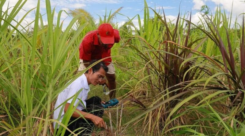 China's Juncao technology brings win-win outcomes to Fiji