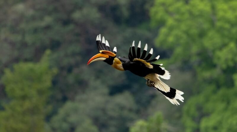 Bird-watching activities bring both ecological; economic benefits to