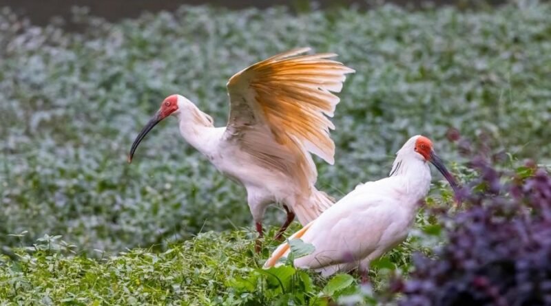 'Home of Crested Ibis' leverages ecological resources for sustainable prosperity