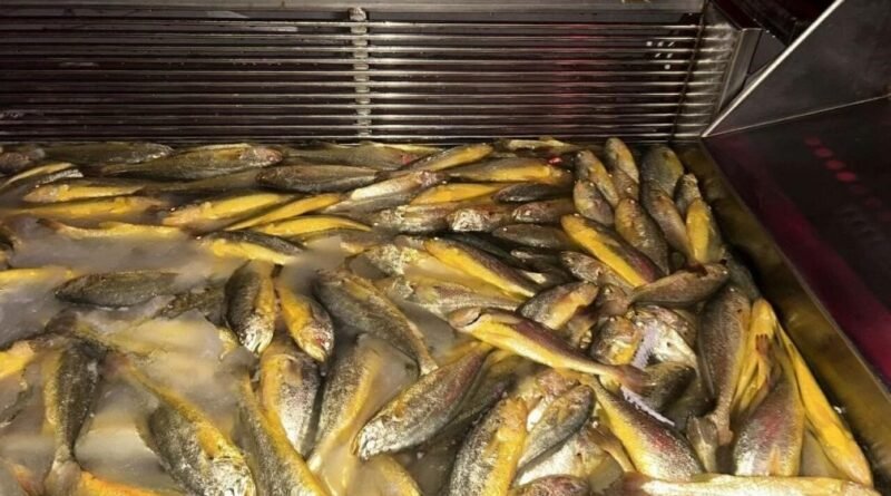 Engineering the ocean: China's smart vessels transform aquaculture industry