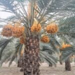 Govt plans advanced dates processing plant in Khairpur