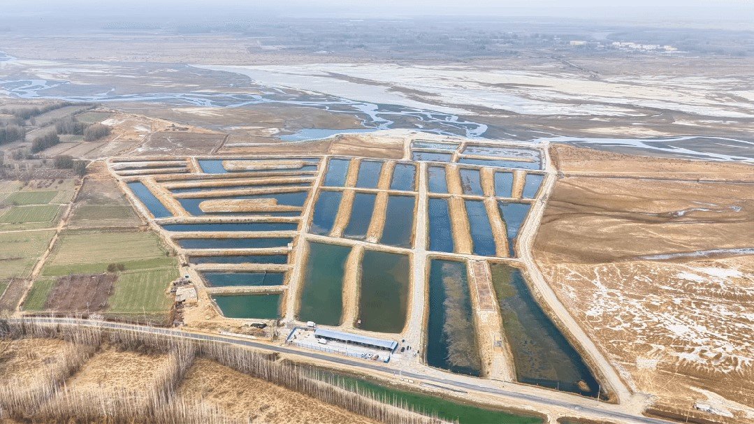 ‘Seafood’ grown in Xinjiang’s desert hits local dinner tables
