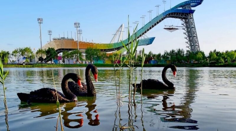 Wild birds rest in a wetland park in Beijing, where habitat restoration and biodiversity protection have increased recorded bird species.