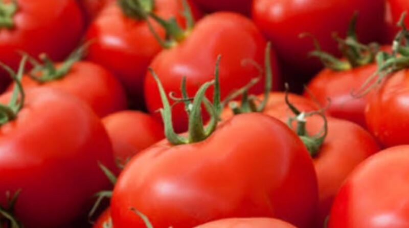 Pakistan developing high-yielding, heat-tolerant tomato varieties