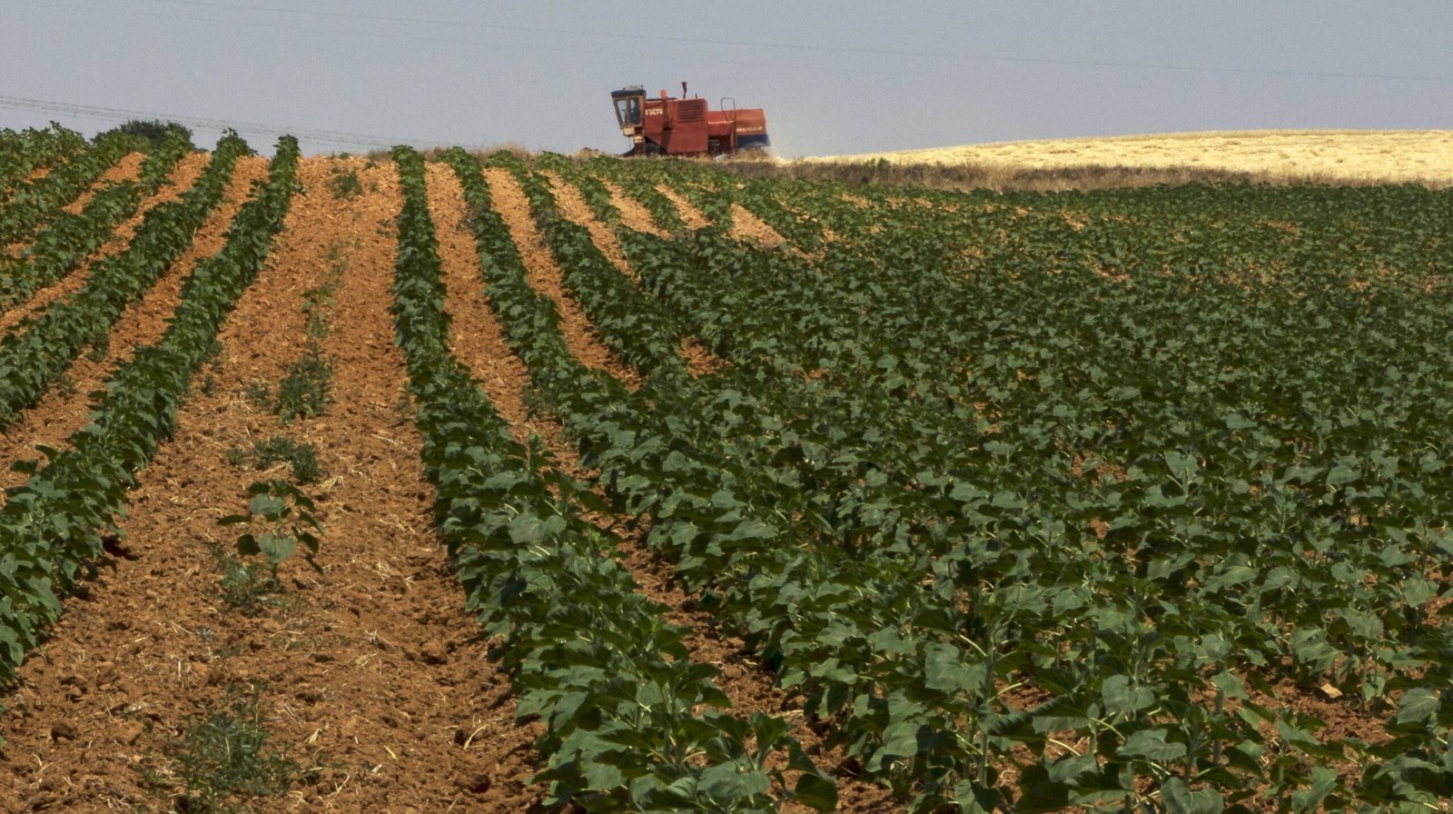 Punjab rolls out Rs60bn agro parks to boost exports