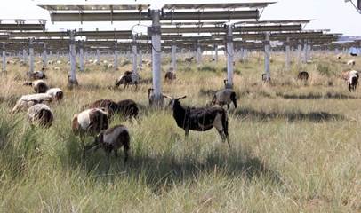 Self-sustaining ecological cycle takes shape at solar park in NW China’s Qinghai