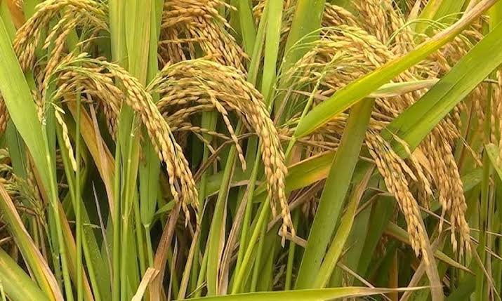 Basmati paddy cultivation gains momentum in Punjab