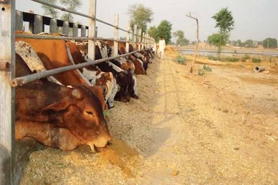 Punjab unveils Rs149.9bn plan to raise livestock exports beyond $4bn