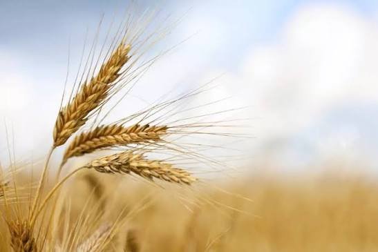 Punjab moves to expand wheat storage under Rs20bn plan