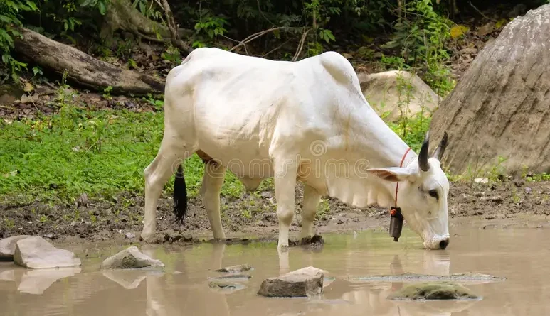 Sindh, KP rainwater initiatives provide relief to 67,000 people and 98,000 livestock