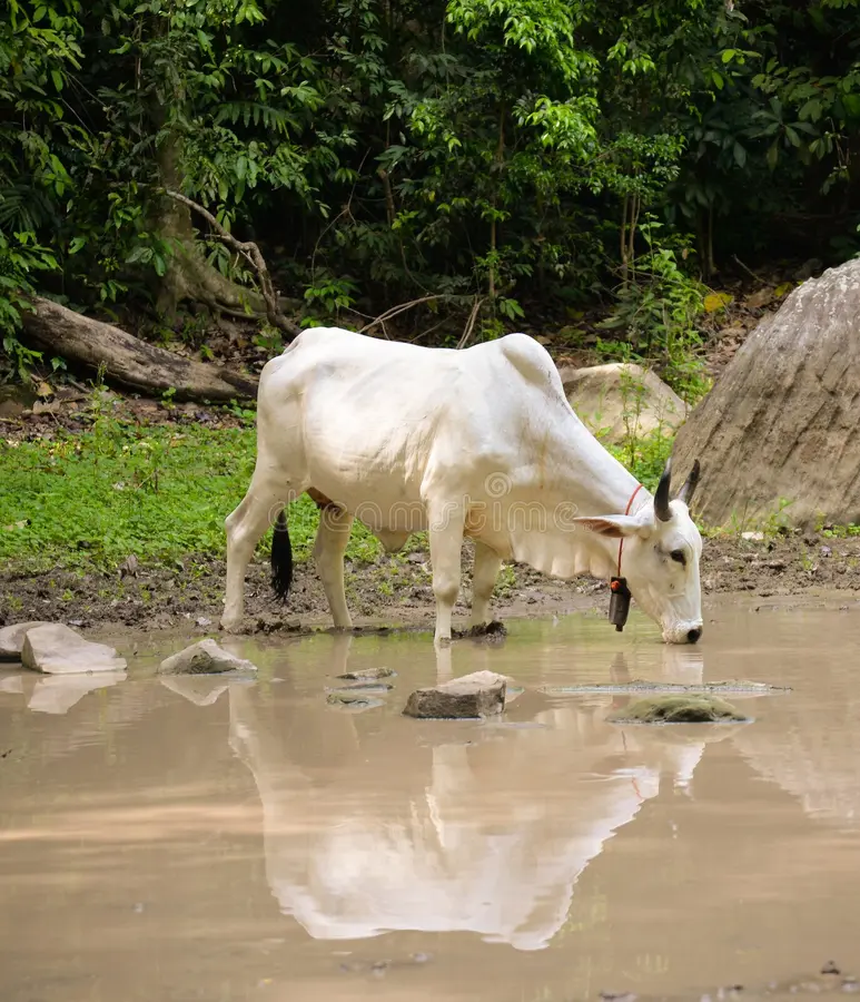 Sindh, KP rainwater initiatives provide relief to 67,000 people and 98,000 livestock