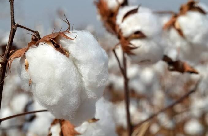 Breakthrough for agriculture as Pakistan introduces 14 improved cotton varieties