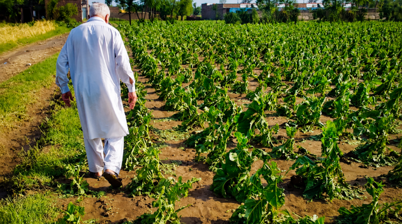 kp tobacco farmers