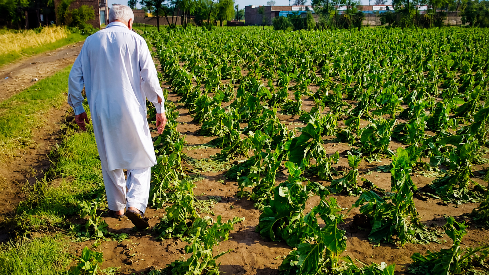 Tobacco Farmers in Crisis as Procurement Delays Hit KP