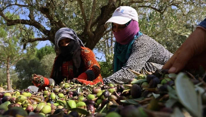 Pakistan’s olive sector grows to 60 districts with 12,000 farmers involved