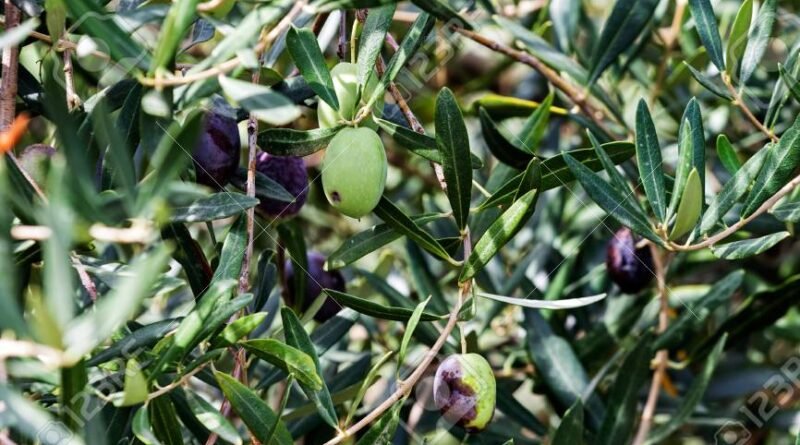 Pakistan boosts olive farming with 7.6m trees across 60,456 acres