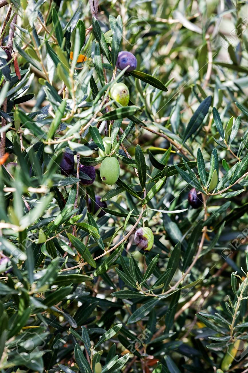 Pakistan boosts olive farming with 7.6m trees across 60,456 acres