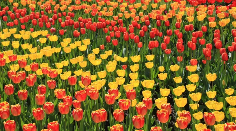 Govt launches plan to boost horticulture sector under FoodAg 2027