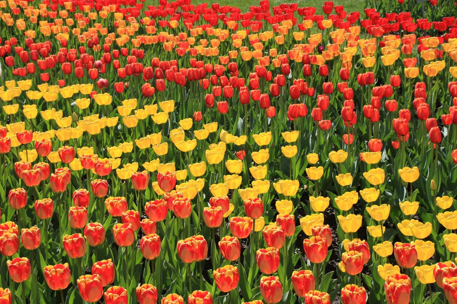 Govt launches plan to boost horticulture sector under FoodAg 2027