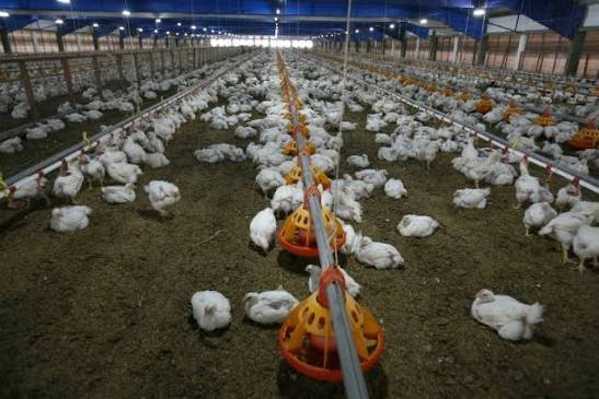 Punjab launches measures to tackle antibiotic misuse in poultry