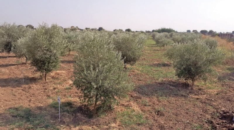 Pakistan expands drip irrigation to 2,700 acres of olive orchards