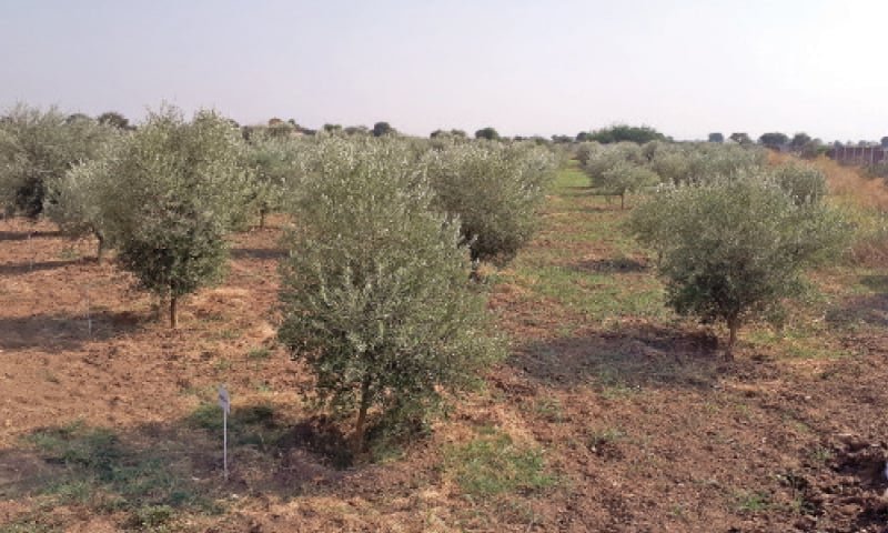 Pakistan expands drip irrigation to 2,700 acres of olive orchards