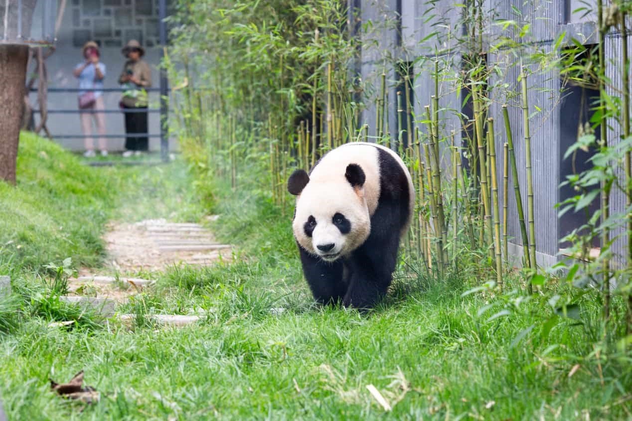 Panda conservation strengthens global ties