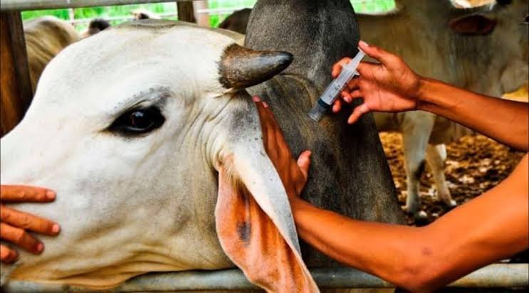 Pakistan gains fresh boost in livestock disease control through Chinese vaccines