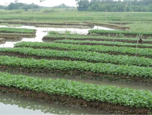 Sindh unveils proposed $9.15m project to promote floating farming