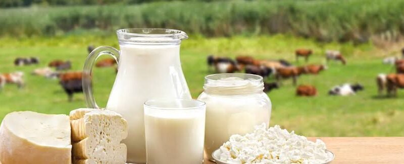 Punjab launches plan to modernize dairy farming for 6,400 farmers
