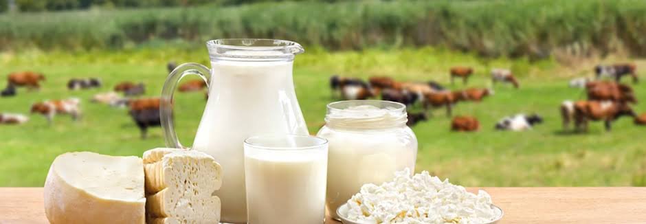Punjab launches plan to modernize dairy farming for 6,400 farmers